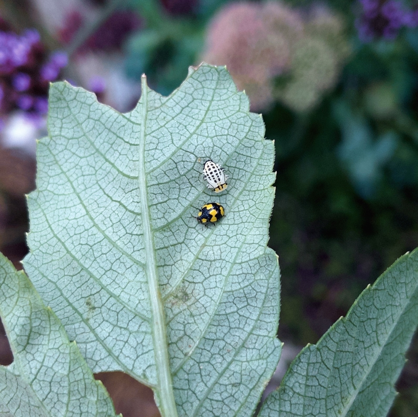 Auto-generated description: A lady beetle larva and a yellow and black lady beetle are resting on a large green leaf.