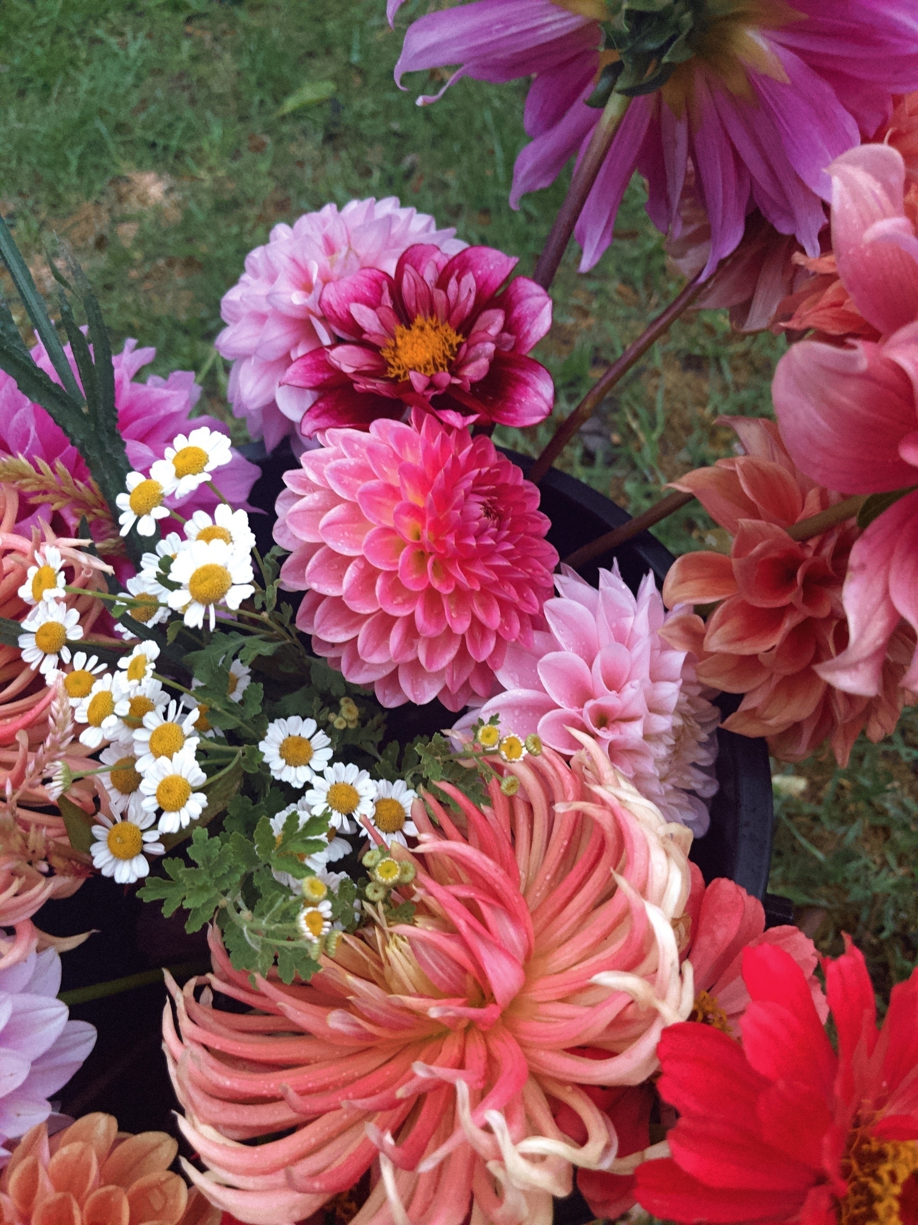 Auto-generated description: A vibrant assortment of various colorful flowers, including dahlias and daisies, is arranged against a backdrop of grass.