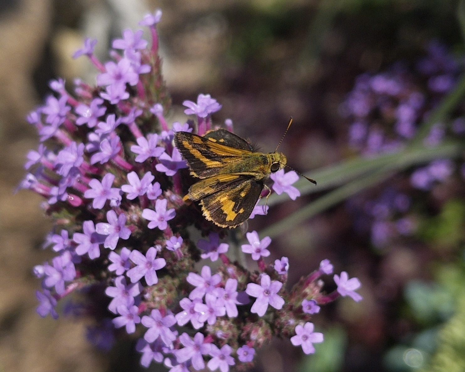  A butterfly with brown and orange markings is perched on a cluster of small purple flowers.