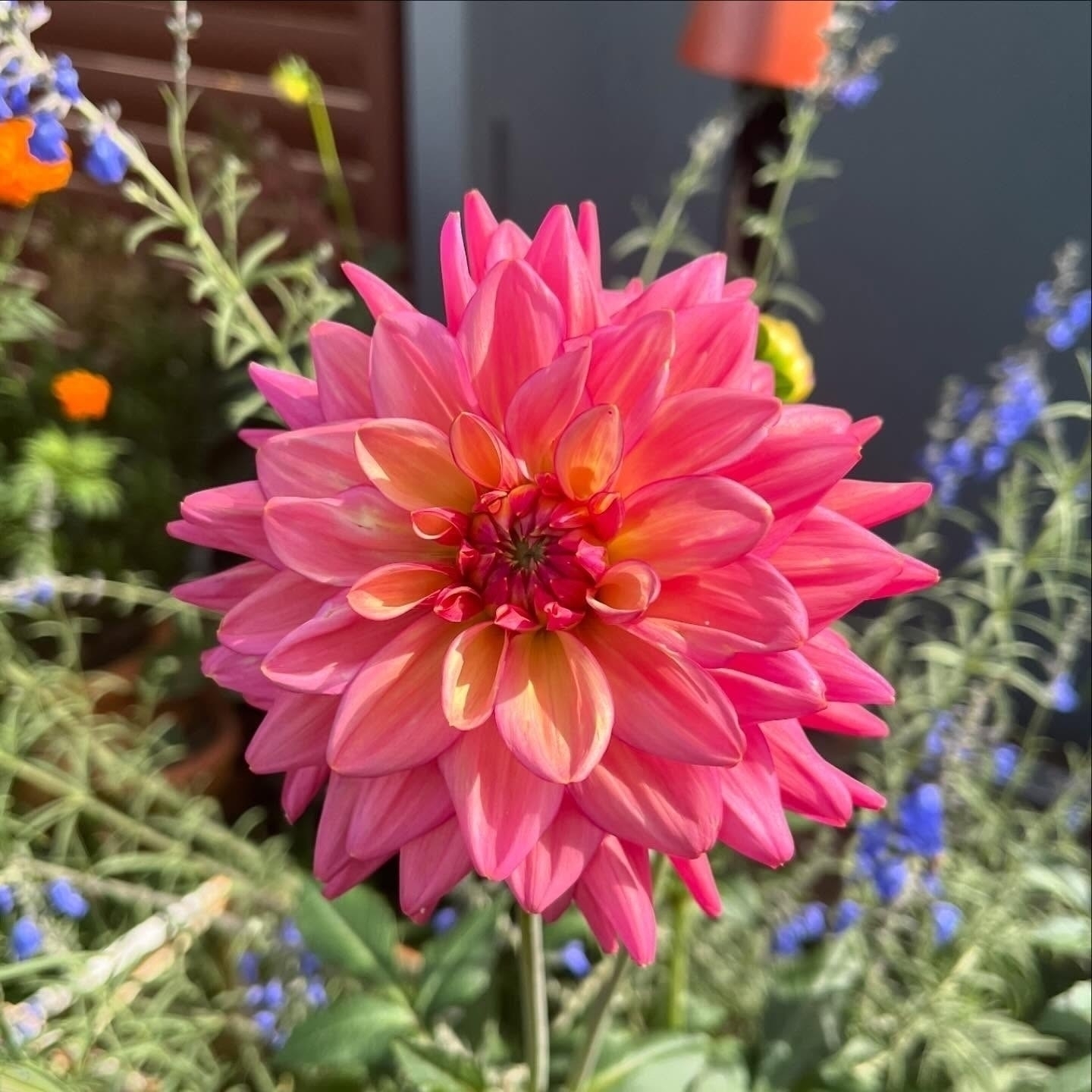 Auto-generated description: A vibrant pink dahlia flower is in full bloom, surrounded by greenery and a few other colorful flowers.