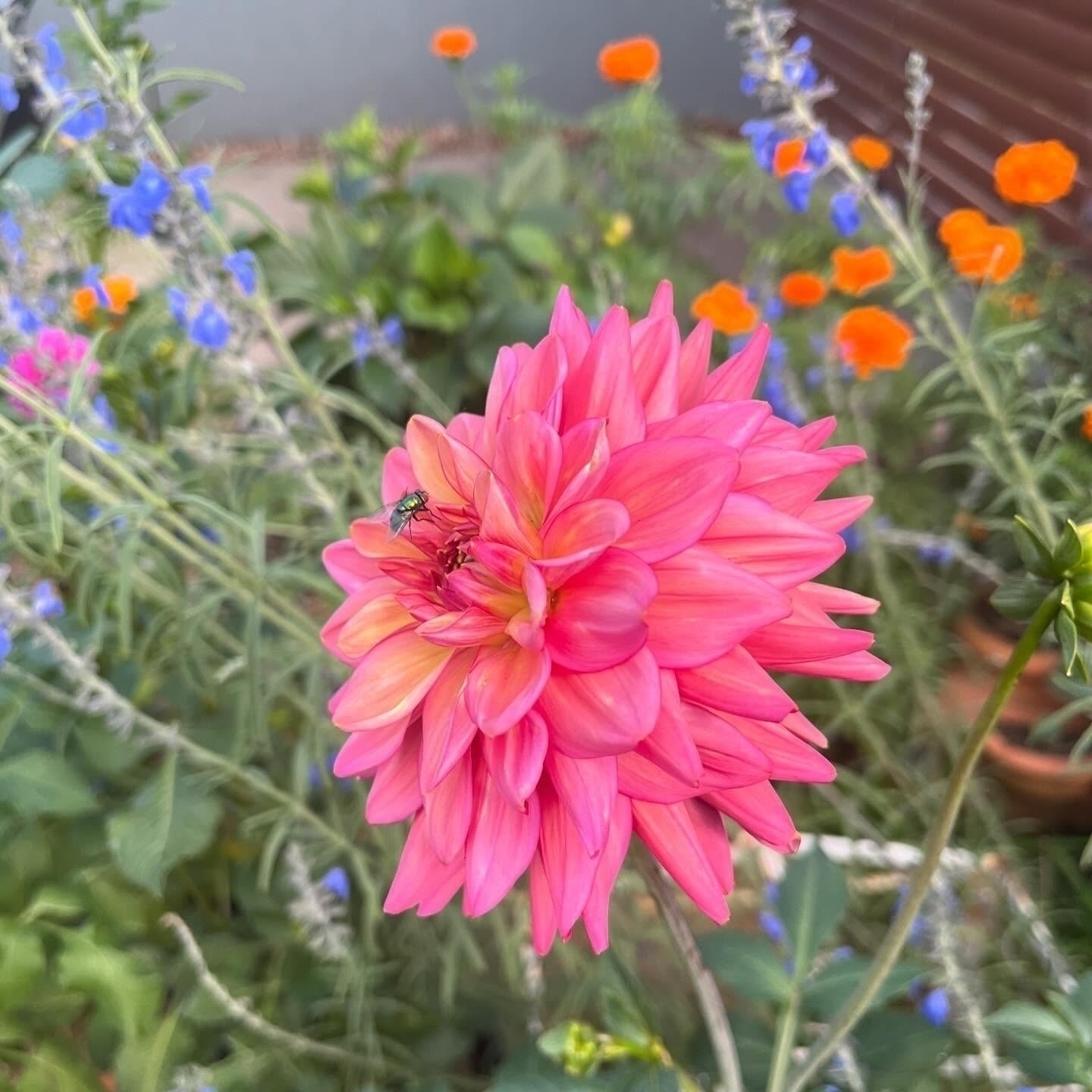 Auto-generated description: A vibrant pink dahlia surrounded by lush green leaves and colorful flowers is visited by a fly.