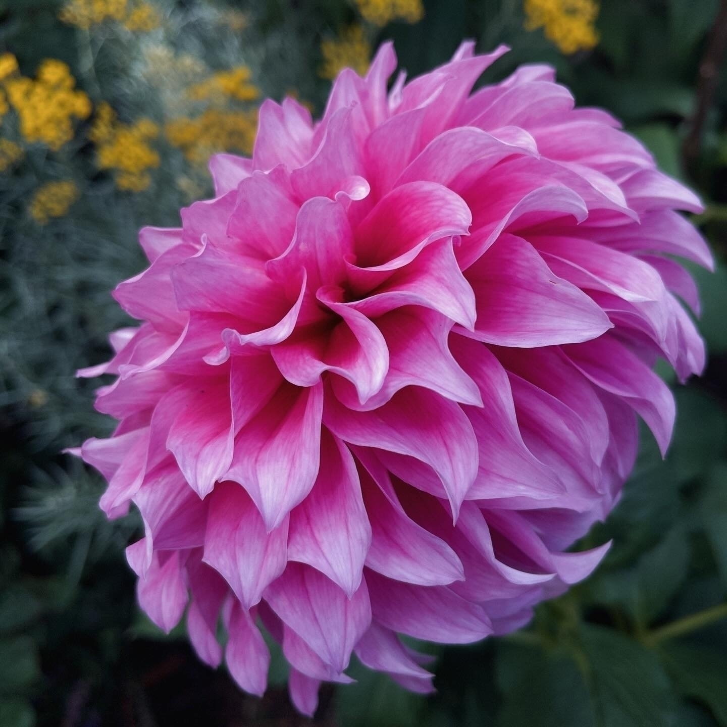 Auto-generated description: A vibrant pink dahlia flower with layered petals is in full bloom against a blurred background of green foliage and yellow flowers.