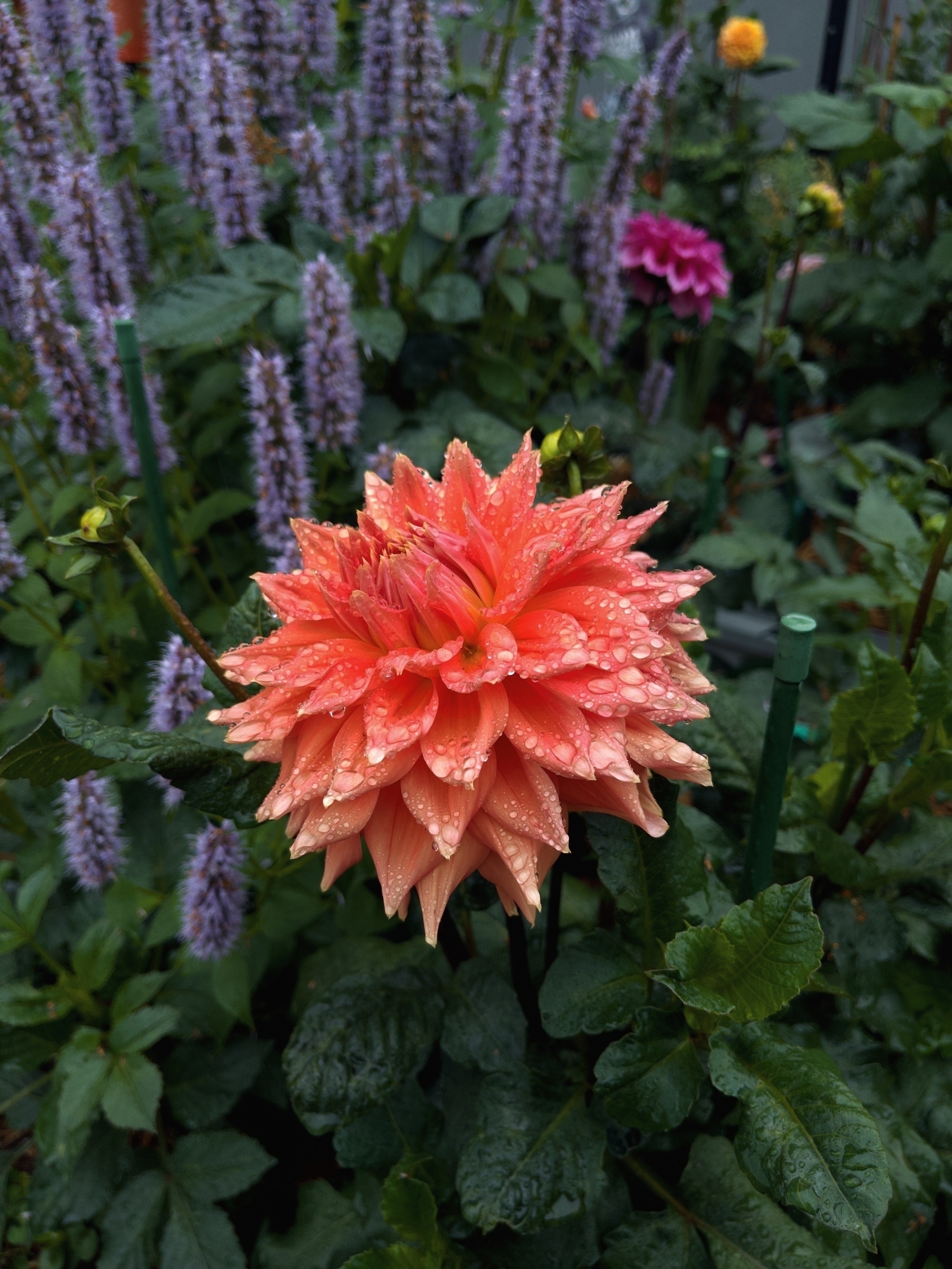 A vibrant orange flower covered in water droplets stands amidst lush green foliage and purple flowers in a garden.