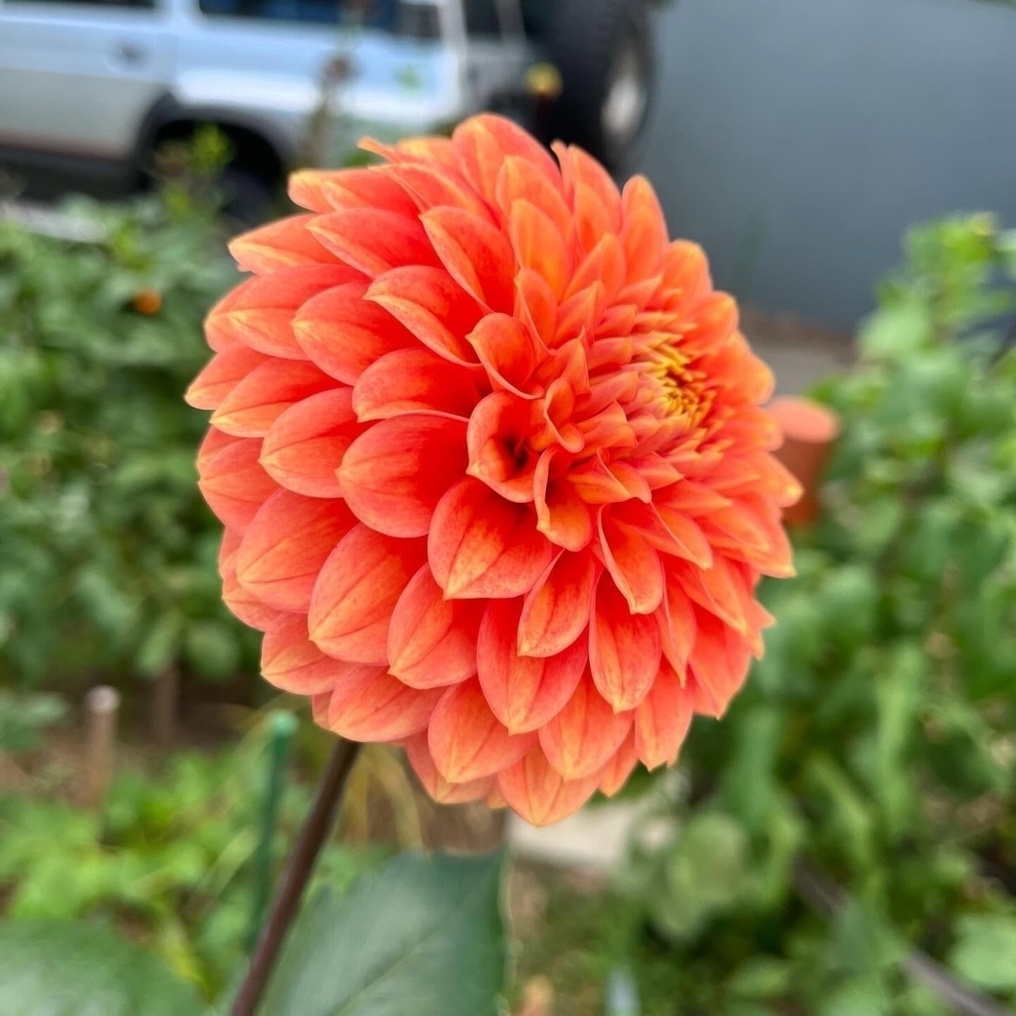 Auto-generated description: A vibrant orange dahlia flower blooms against a blurred background of greenery.