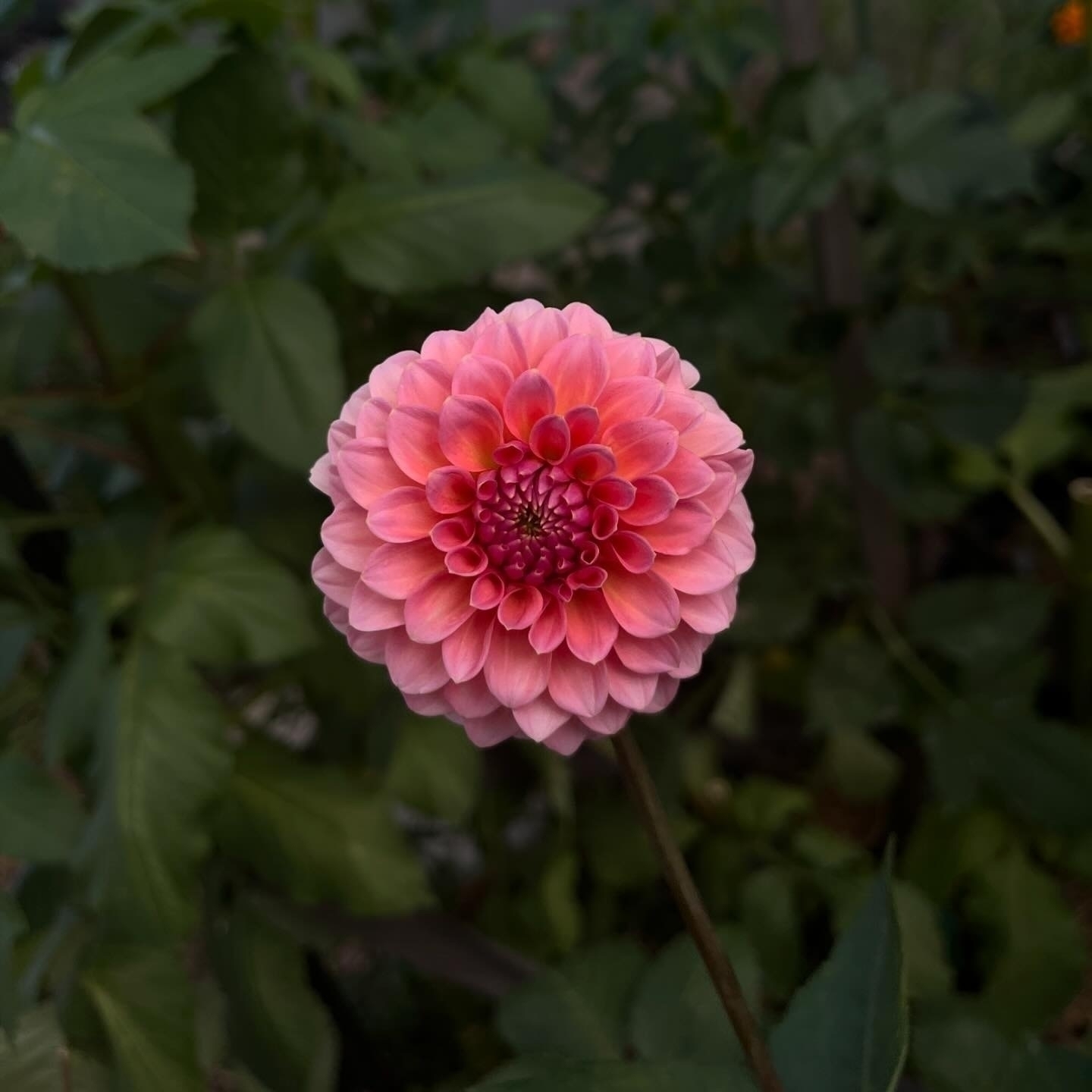 Auto-generated description: A pink dahlia flower is in full bloom against a backdrop of green leaves.