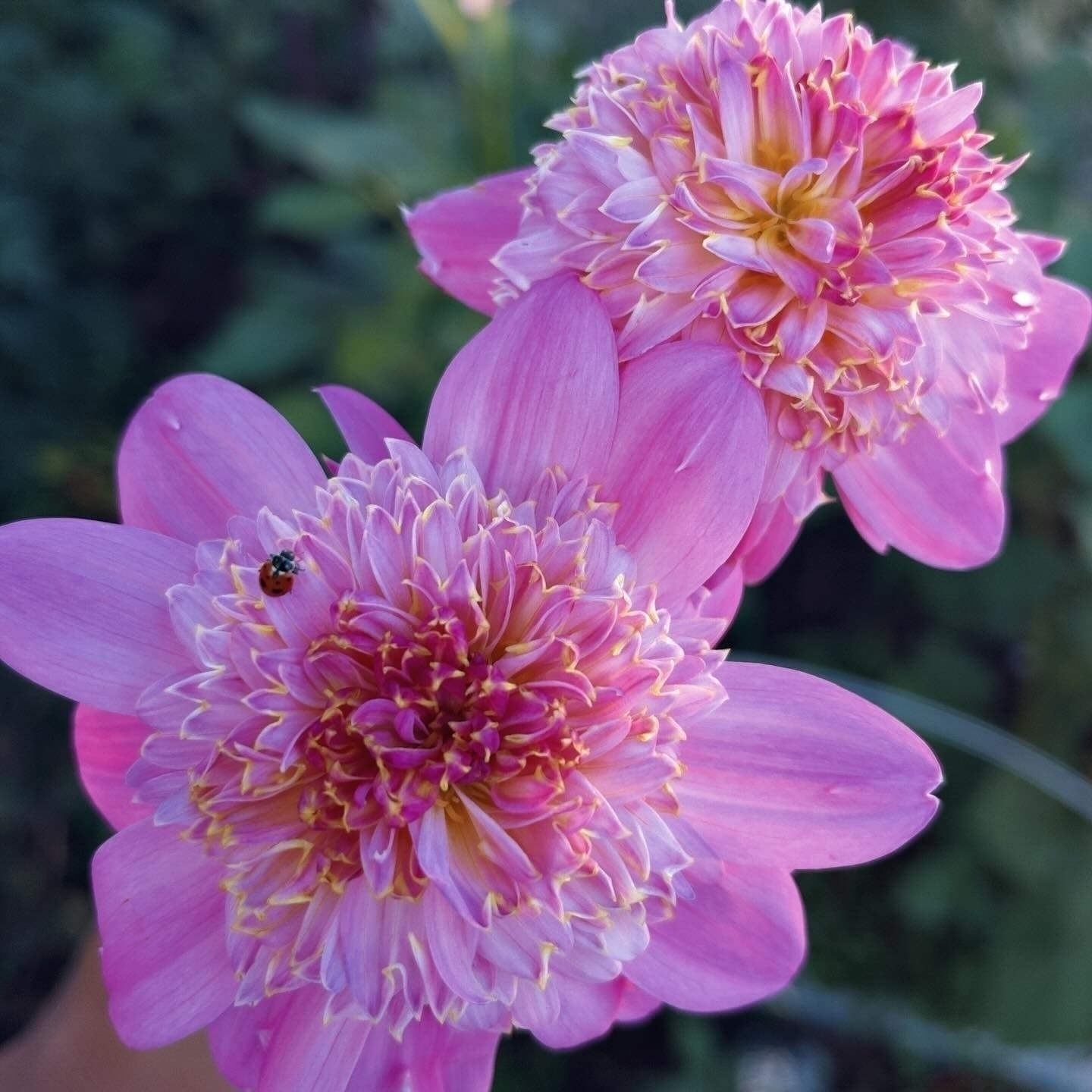 Auto-generated description: Two vibrant pink flowers with layered petals are accompanied by a small insect perched on one of them.