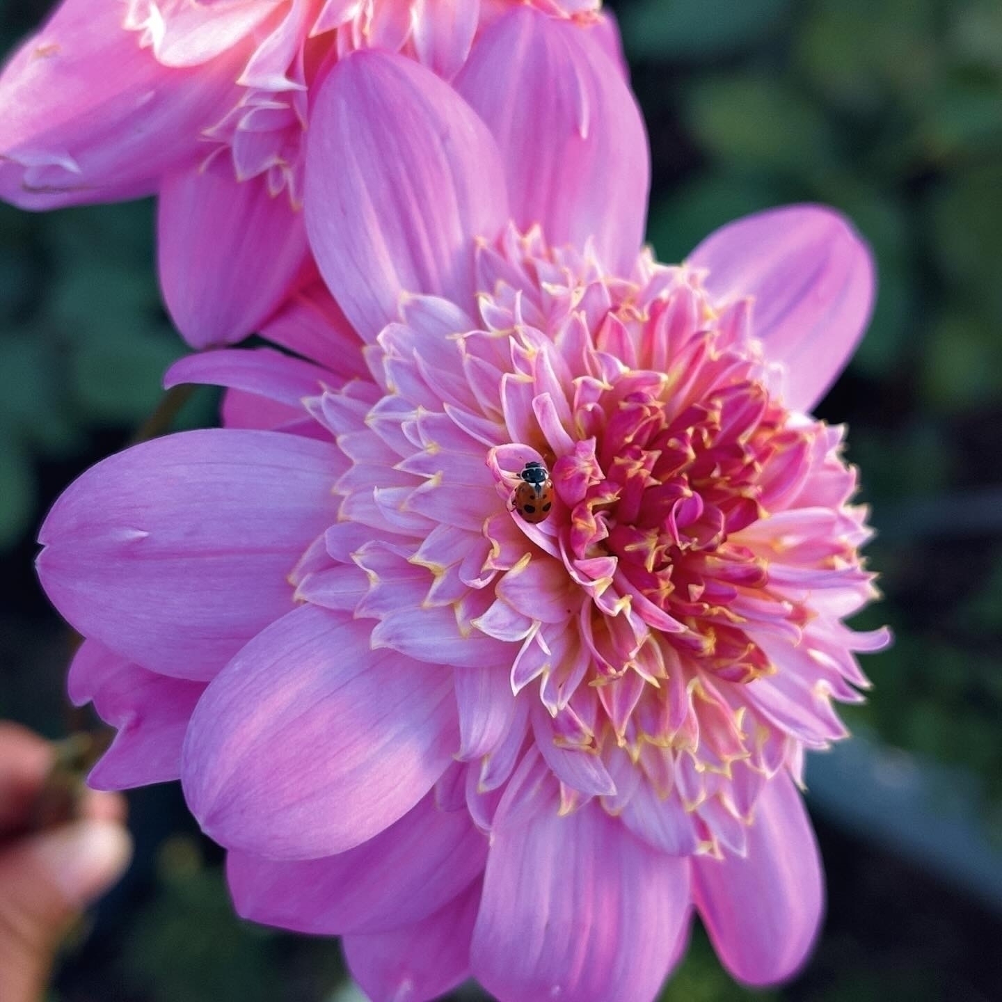 Auto-generated description: Pink flowers with layered petals bloom vibrantly, accompanied by a small ladybug on one of the blossoms.