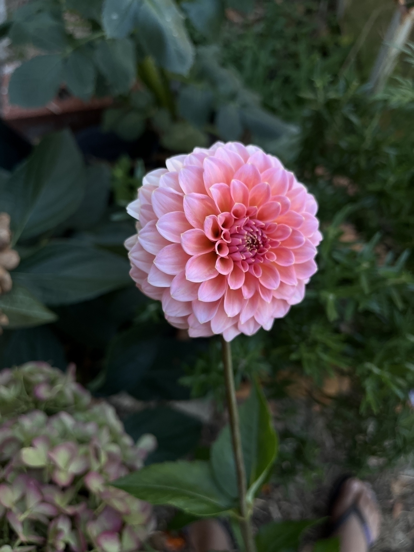 A pink dahlia flower with multiple layers of petals is blooming amid green foliage.